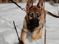 a dog walking through the snow with a leash