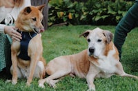 two people sitting on the grass with two dogs