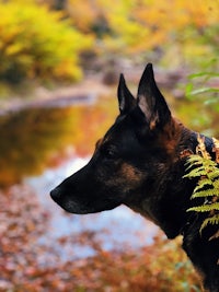 a german shepherd dog is standing in front of a river