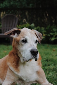 a brown and white dog laying on the grass