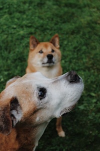 two dogs looking up at each other in the grass