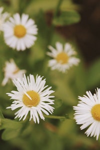 a close up of white daisies with yellow centers