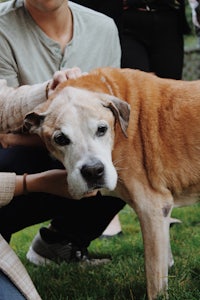 a woman petting a dog