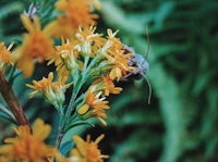 a moth is sitting on a yellow flower