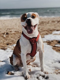 a white and brown dog sitting on the beach