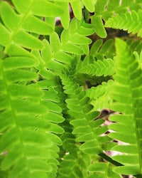 a close up of a green fern plant