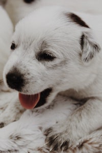 a white and black puppy laying on a blanket