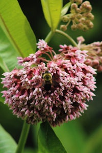 a bee is sitting on a pink flower