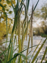 a close up of tall grass next to a river