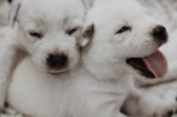 two white puppies laying on top of each other