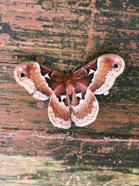 a moth is sitting on a wooden surface