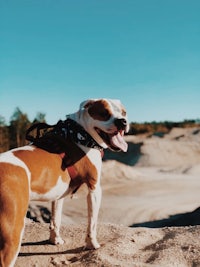 a white and brown dog standing on top of a dirt hill