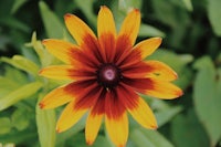 a yellow and orange flower