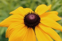 a close up of a yellow flower